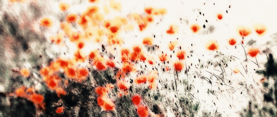 Red Poppy II - ID 008598