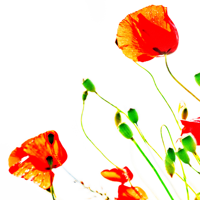 Red Poppy XIV - ID 008610