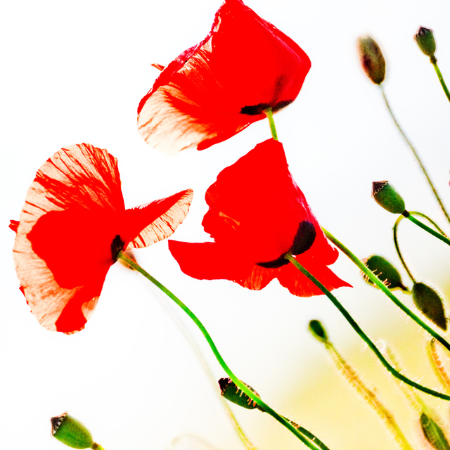 Red Poppy XVI - ID 008612