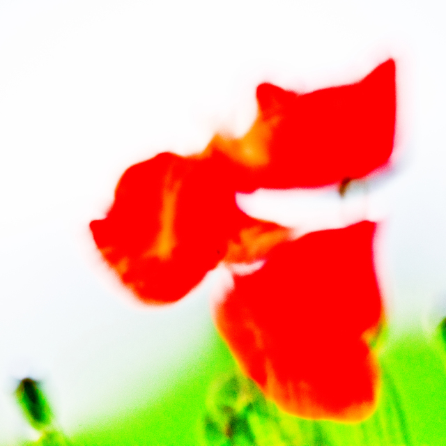 Red Poppy XVII - ID 008613