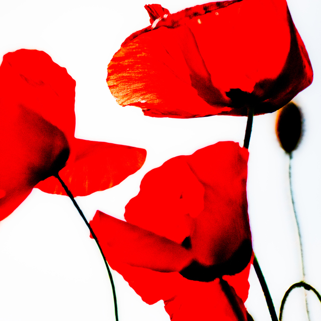 Red Poppy XVIII - ID 008614