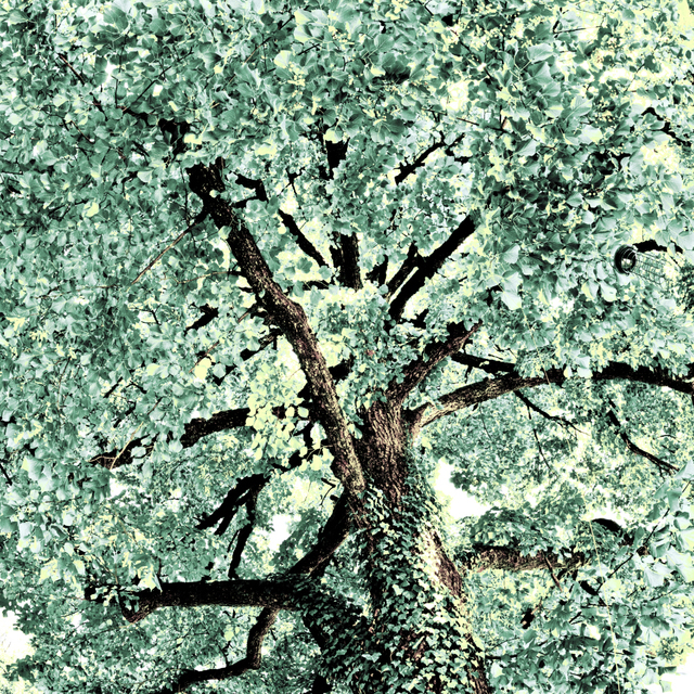 Lime Tree with empty Food Corner I - ID 008670