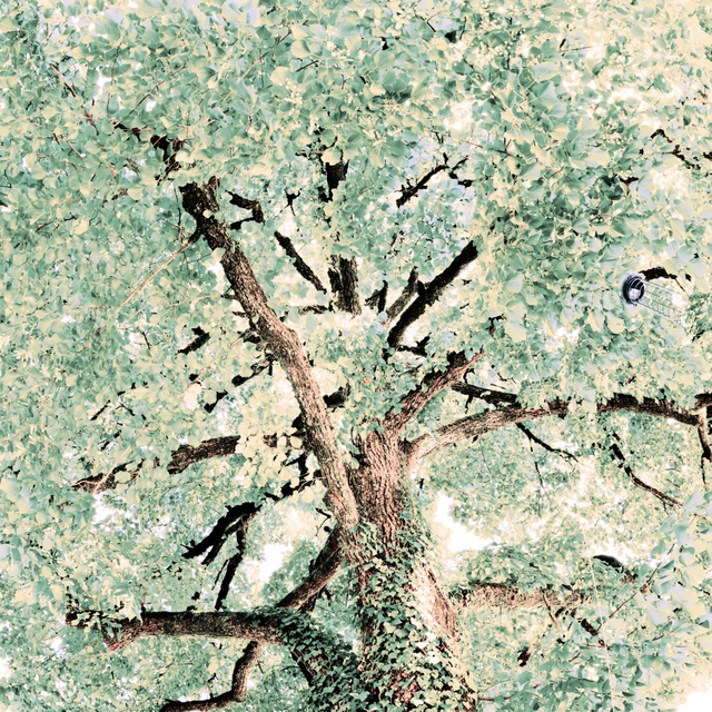 Lime Tree with empty Food Corner II - ID 008671