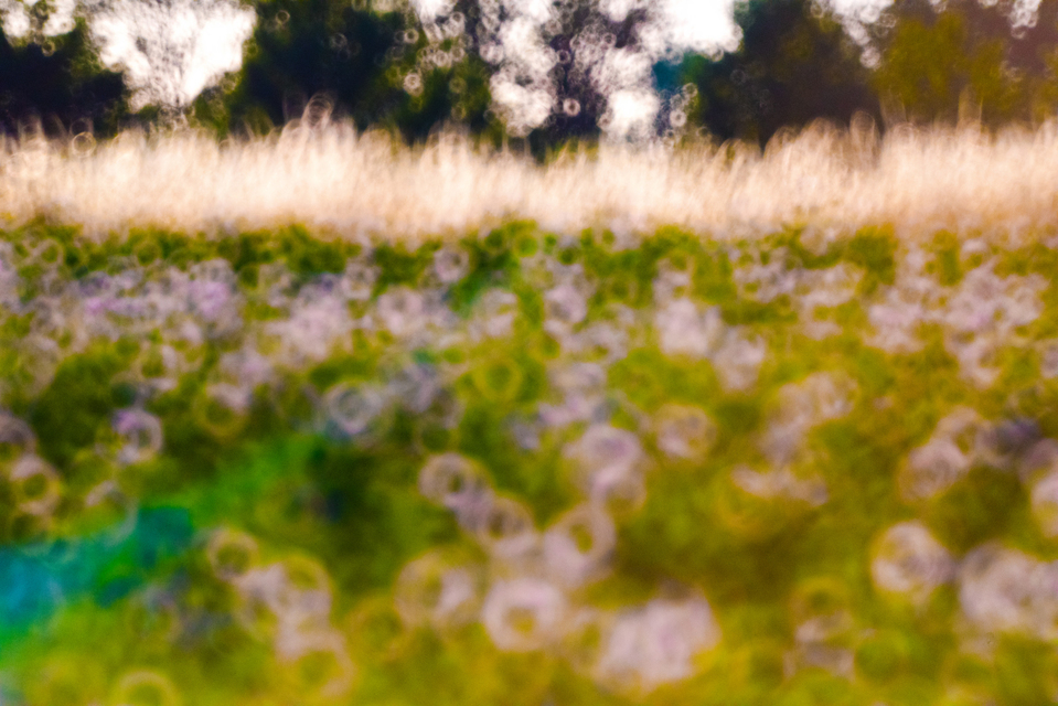 Potatoes II - ID 008686