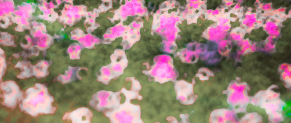 Potatoes III - ID 008687