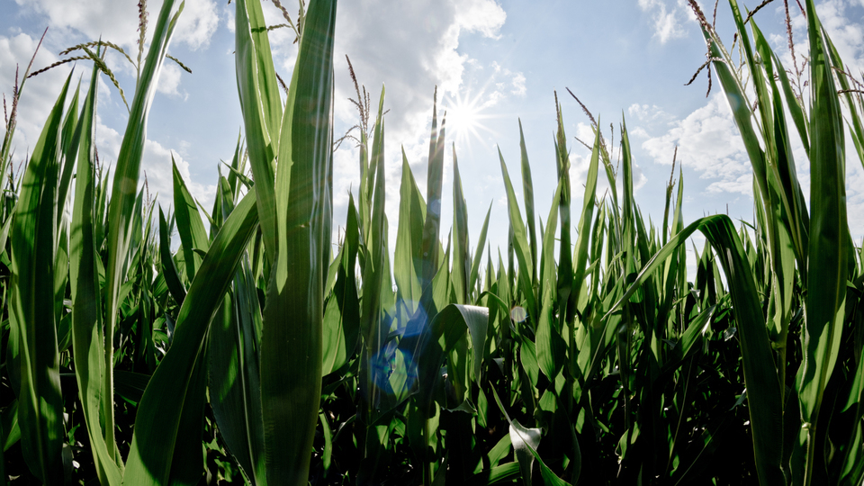 Corn under Clouds II - ID 008723