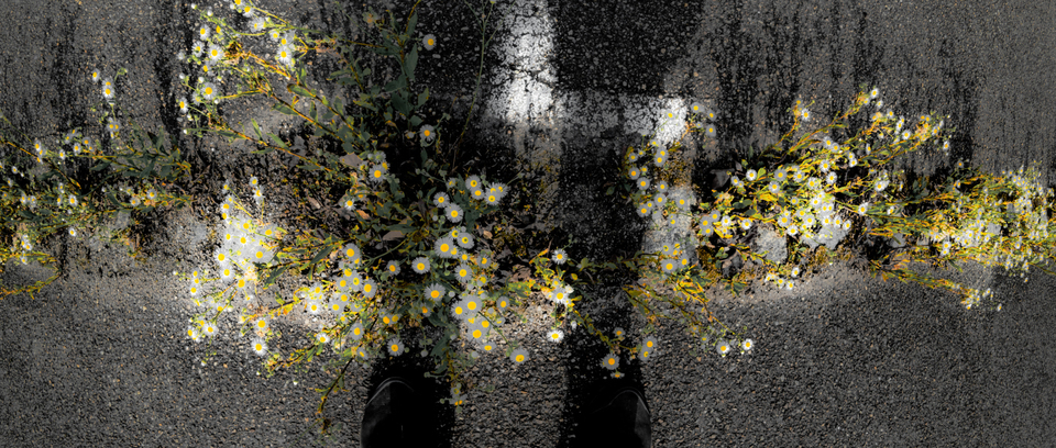 Shadow over Flowers - ID 008728