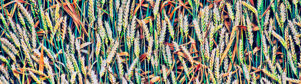 Corn Ribbon I - ID 008738