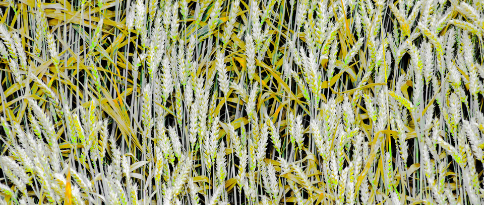 Corn Ribbon II - ID 008739