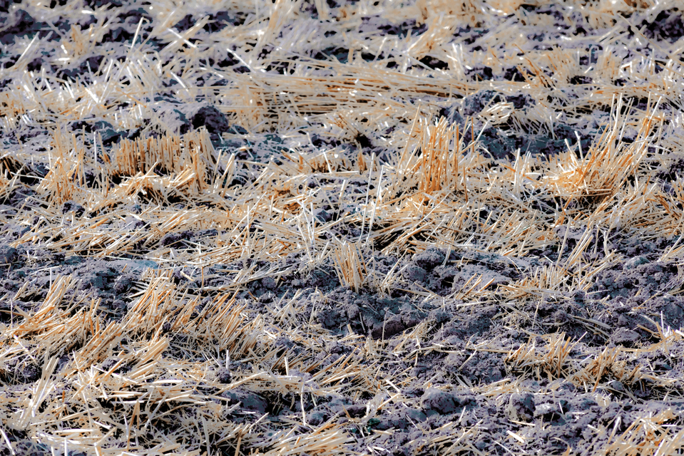 Gone Corn - ID 008740