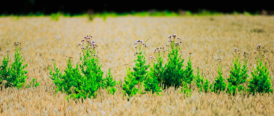 Corn Sea Islands - ID 008741