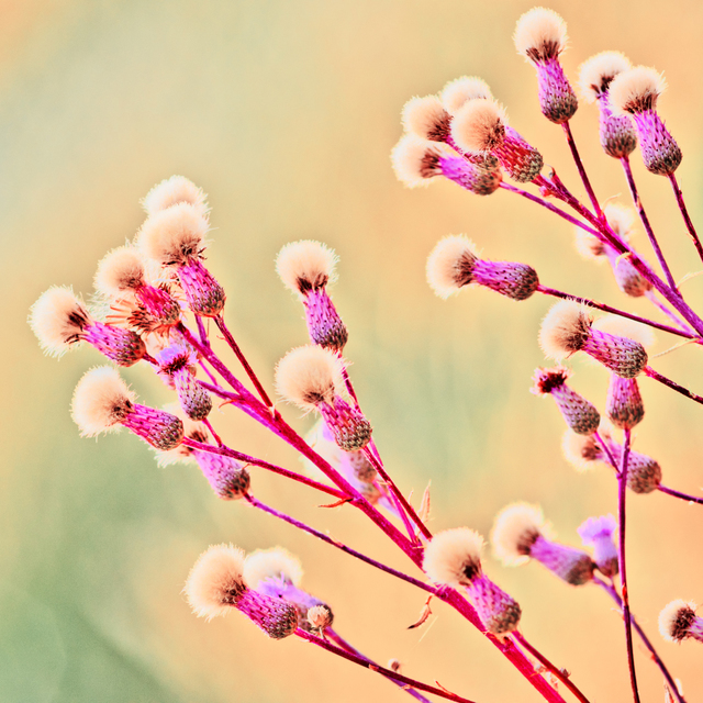 Flower Pelt Hats - ID 008742