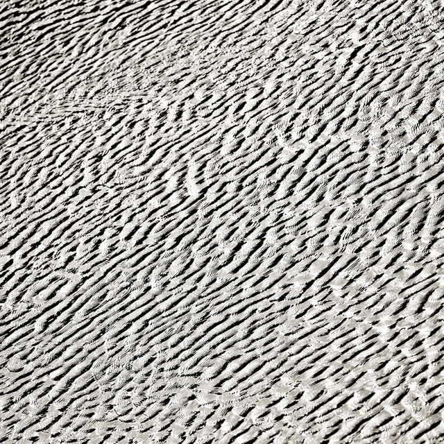 Water Zebra II - ID 008753