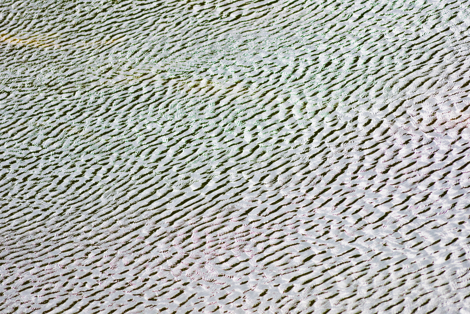 Water Zebra Color - ID 008754