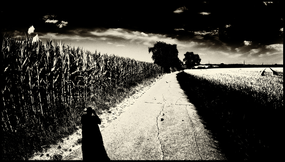 Afternoon Walk - ID 008768