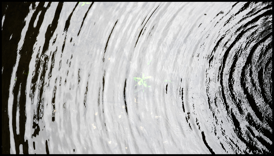 Water Bows II - ID 008777