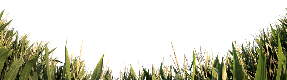 Corn Bow - ID 008787