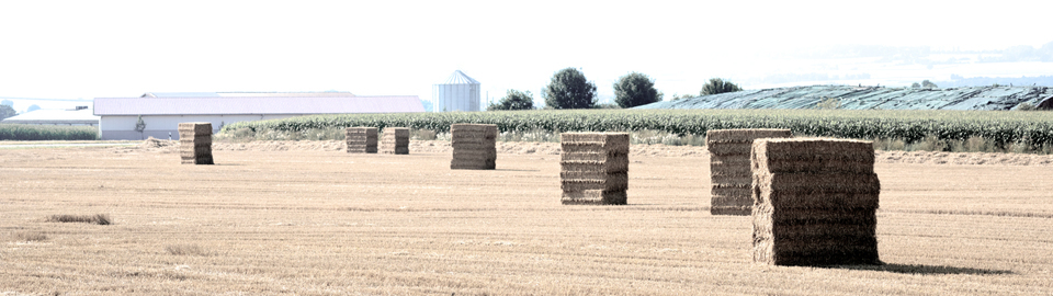Straw Field - ID 008790