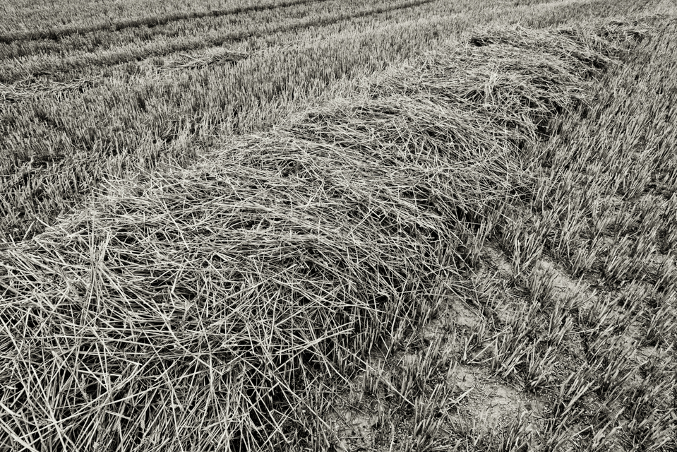 Straw Field I - ID 008797