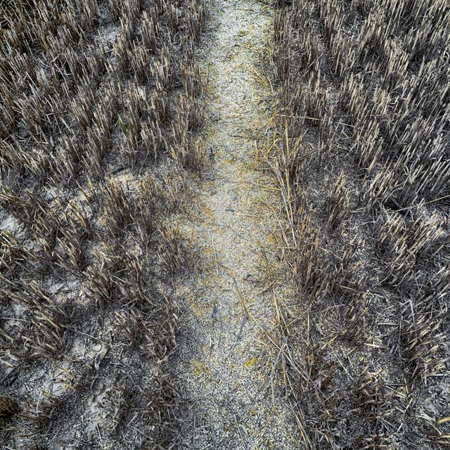 Straw Field II - ID 008798