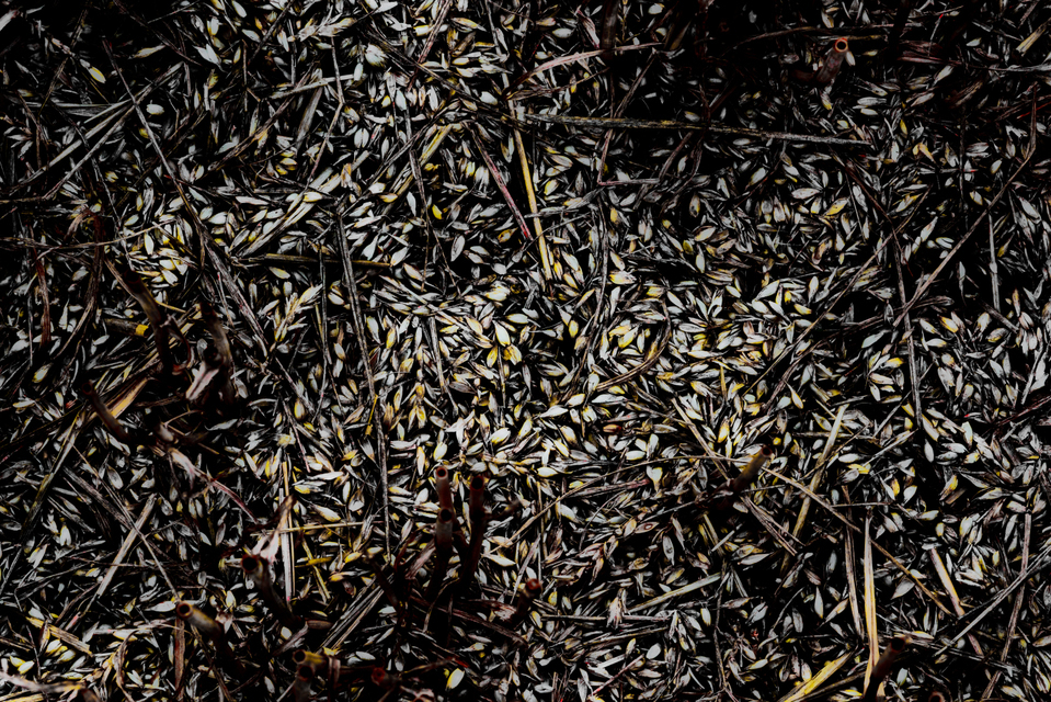 Field Ground I - ID 008806