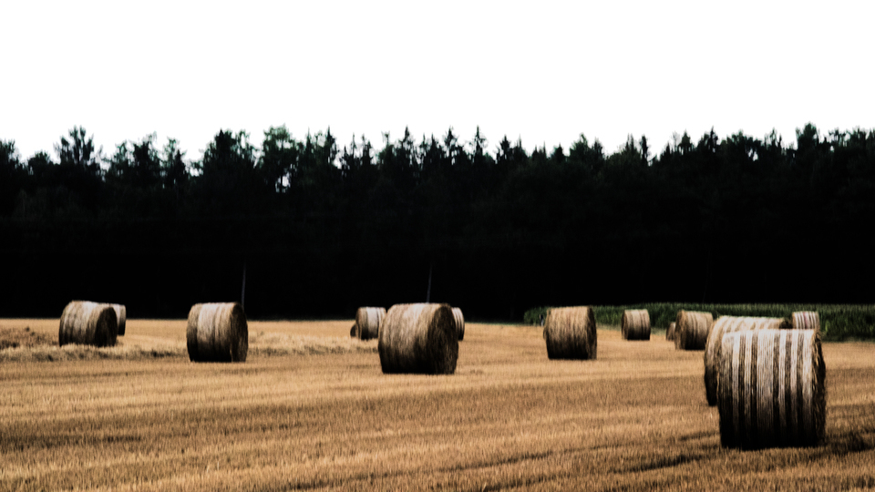 Harvested Straw Field Roles II - ID 008809