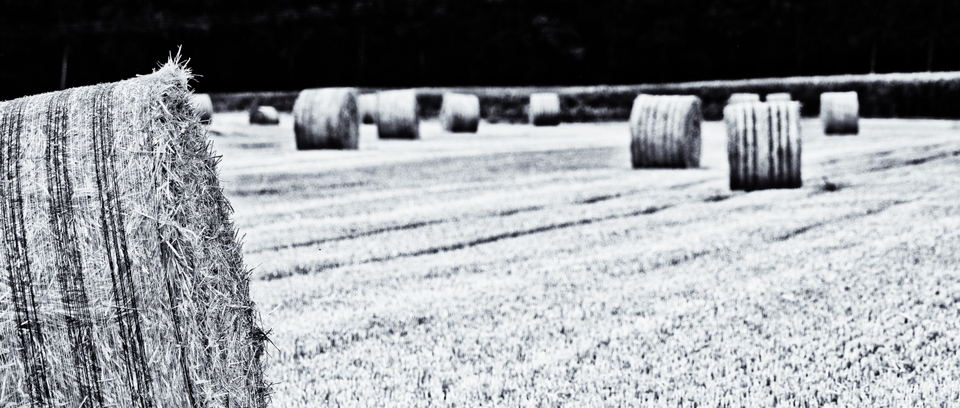 Harvested Straw Field Roles IV - ID 008811