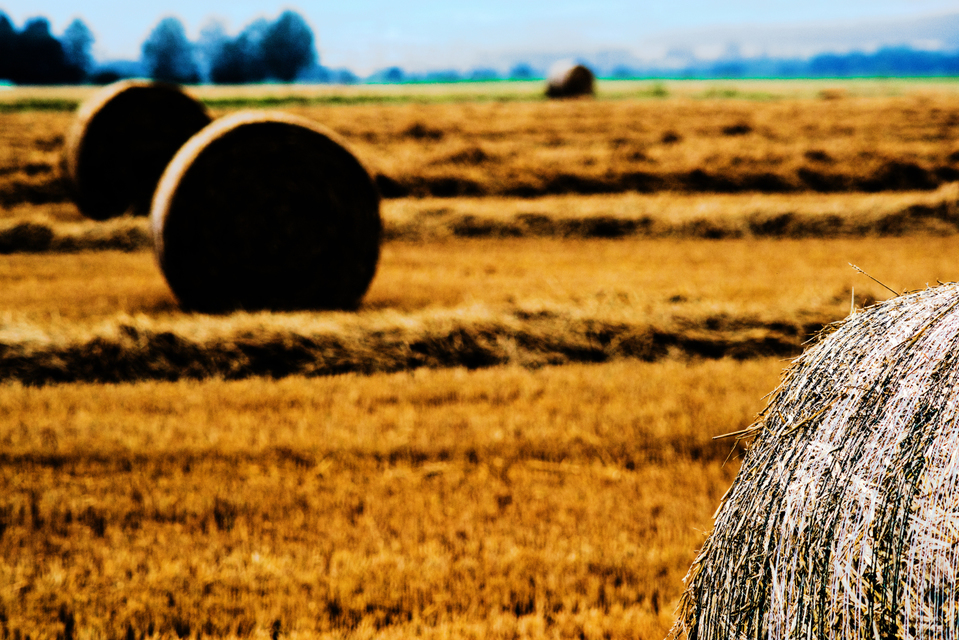 Harvested Straw Field Roles V - ID 008812