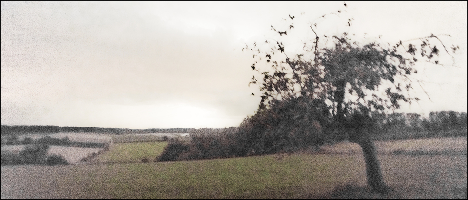 Tree at Night I - ID 008856