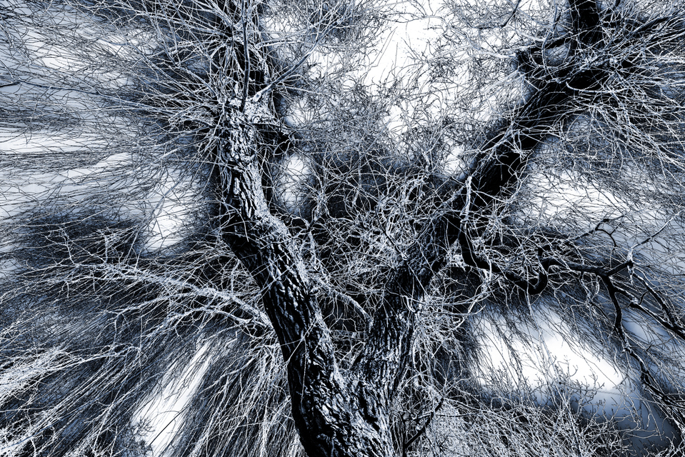 Thunder Tree - ID 008889