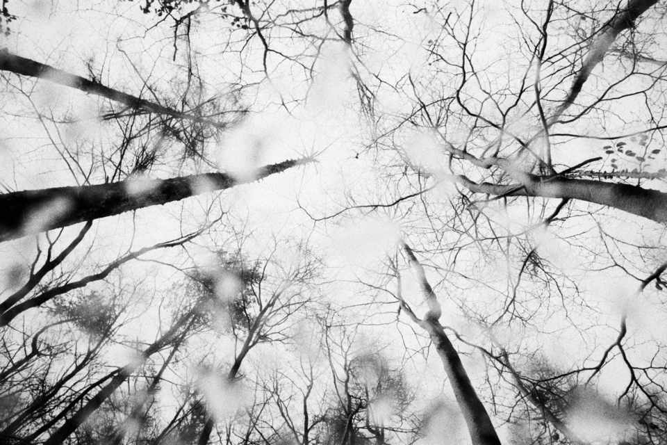 Trees in Rain - ID 008917