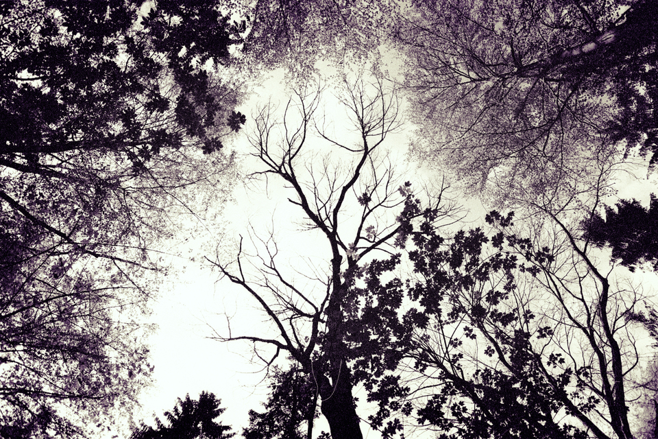 Fairytale Trees - ID 008918