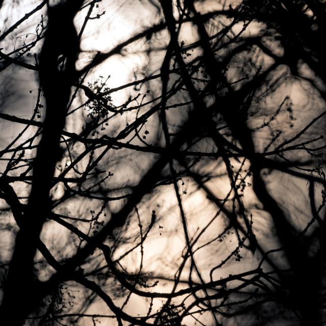 Light through Trees I - ID 008924