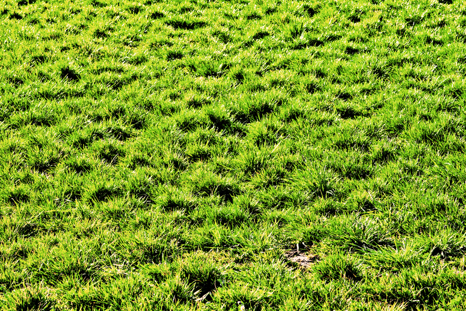 Greenfield I - ID 008969