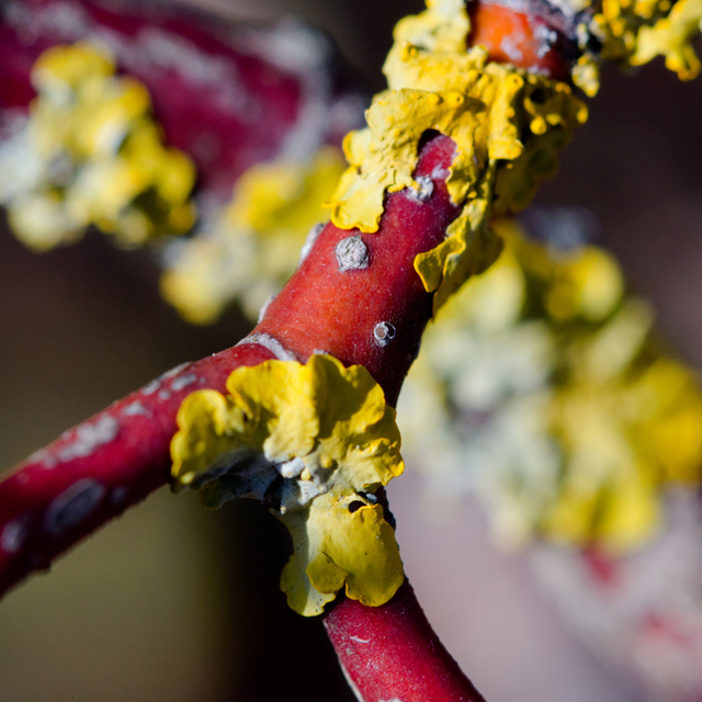 Yellow on Red - ID 008979