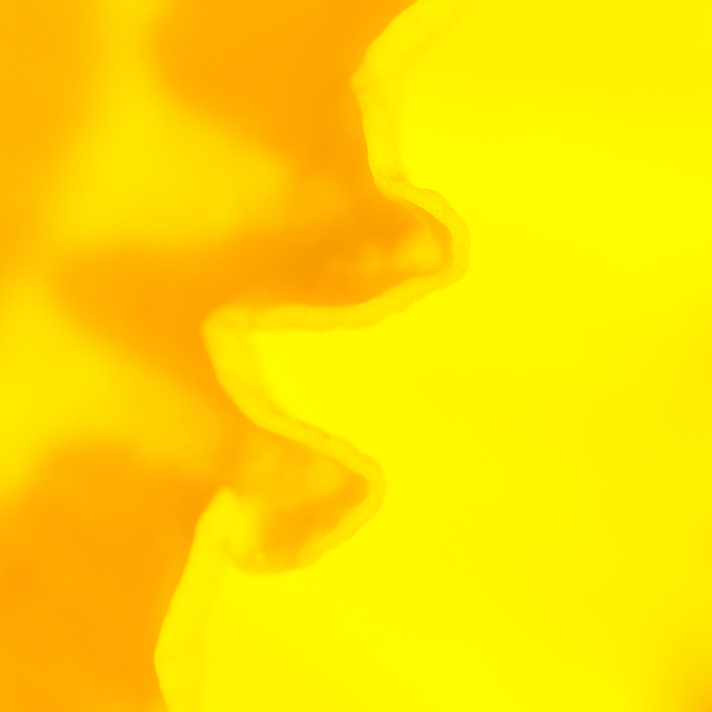 Yellow Flower - ID 008983