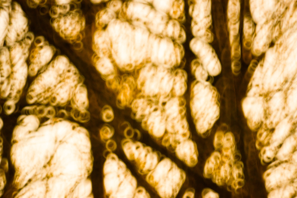 Tree Circle Lights - ID 008988