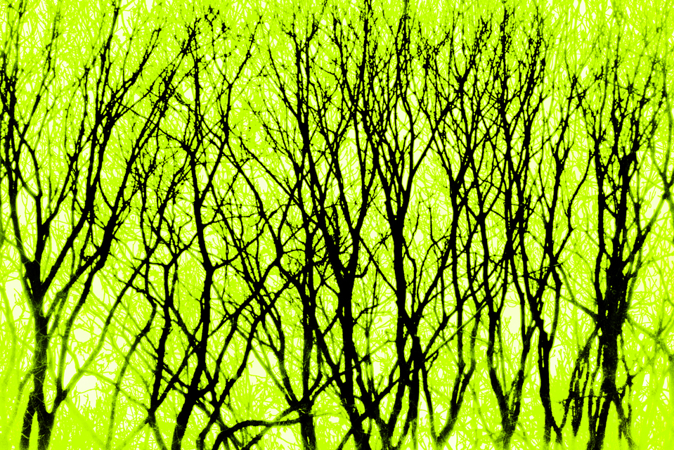 Trees in Yellow - ID 008993