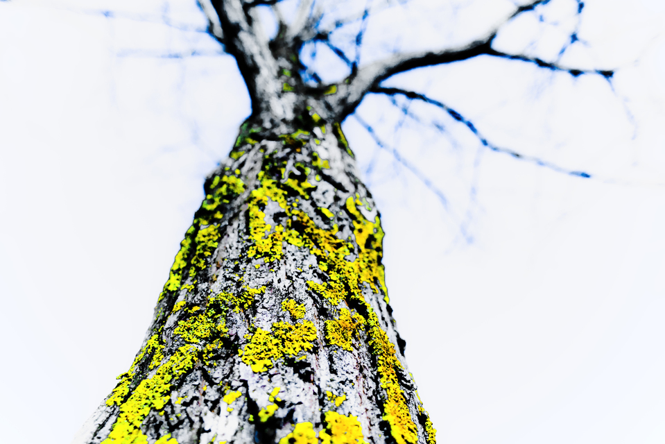 Lichen II - ID 009004