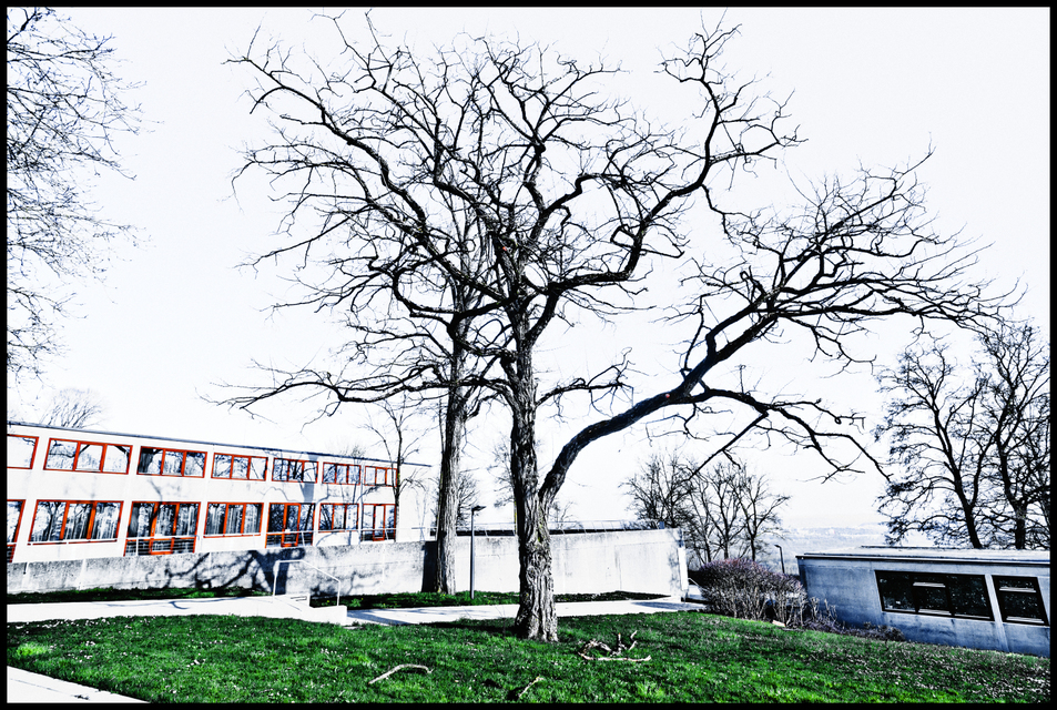 Black Tree - ID 009012