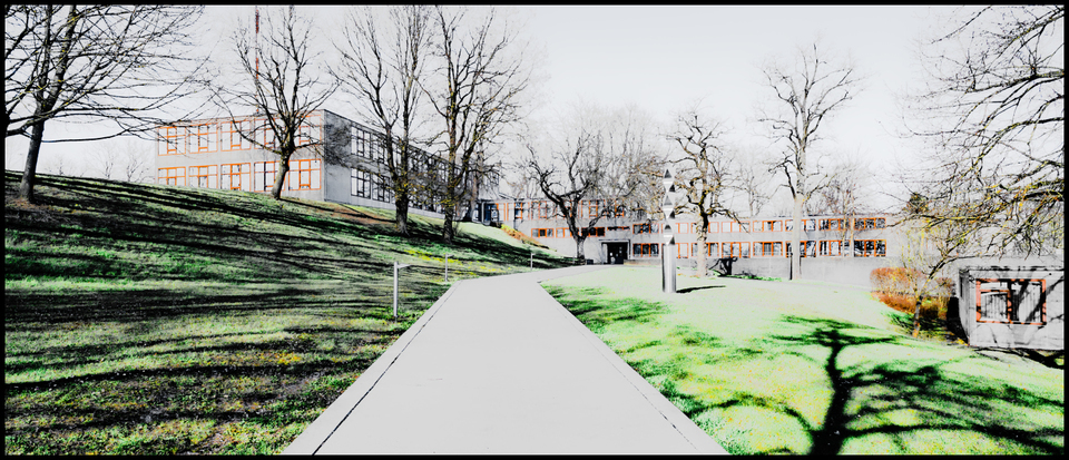 Trees in Front I - ID 009013