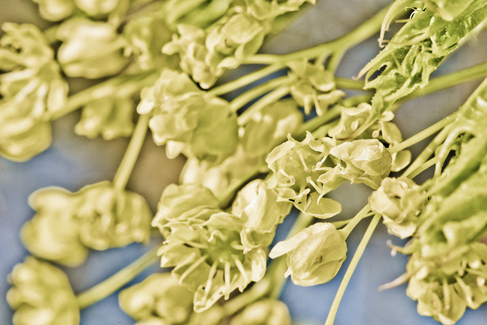 Tree Florification - ID 009019