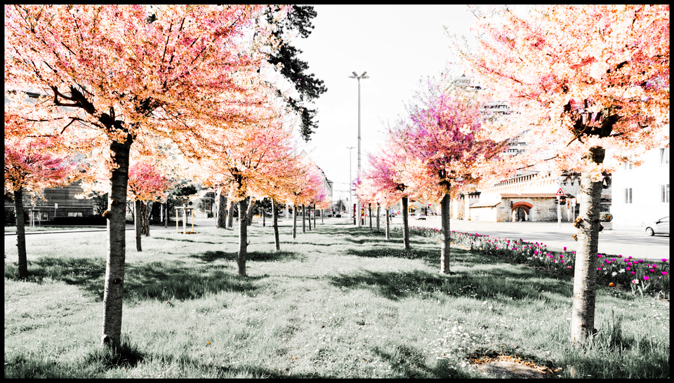 Pink Rose Trees - ID 009024