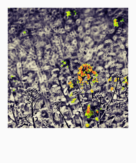 Some Color - ID 009034