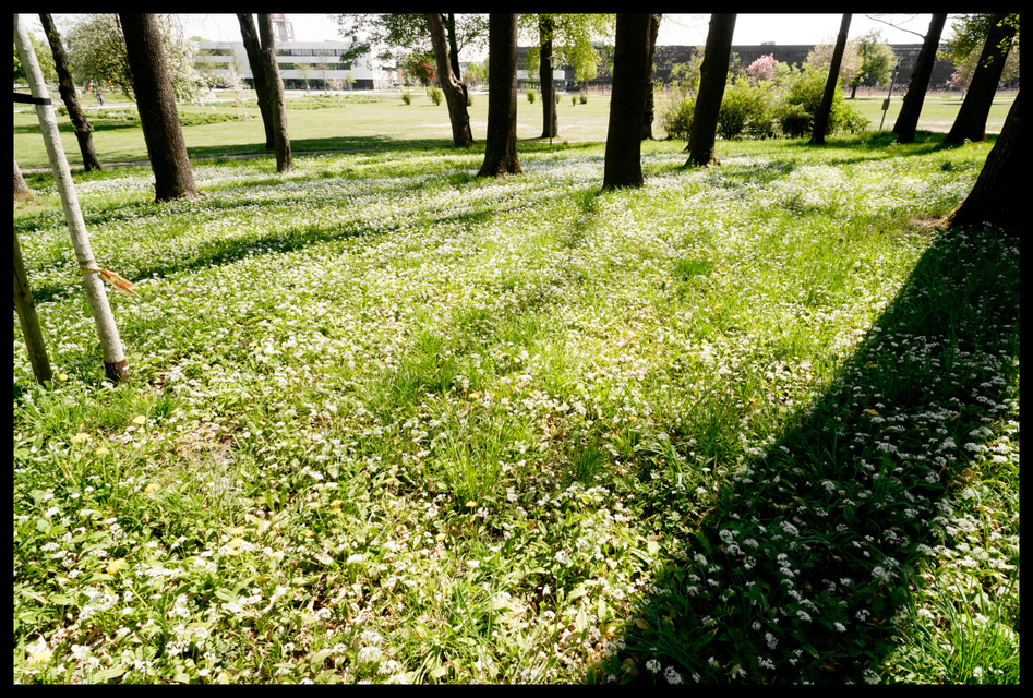 Between Trees II - ID 009071