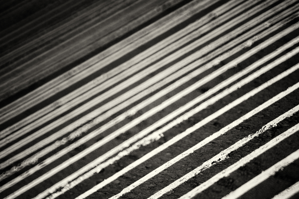 Prepared Potato Field III - ID 009090