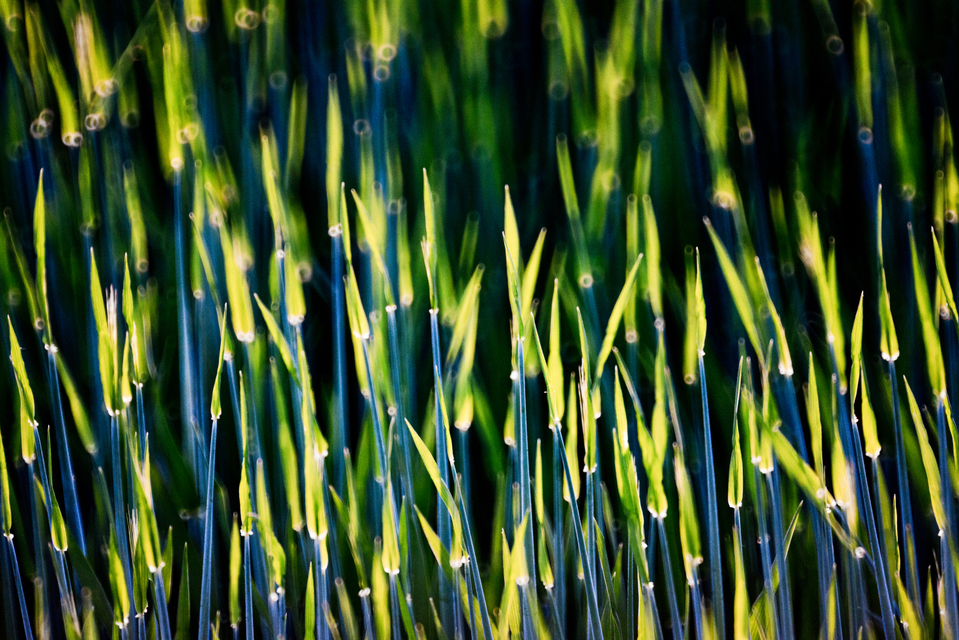 Arrows V - ID 009099