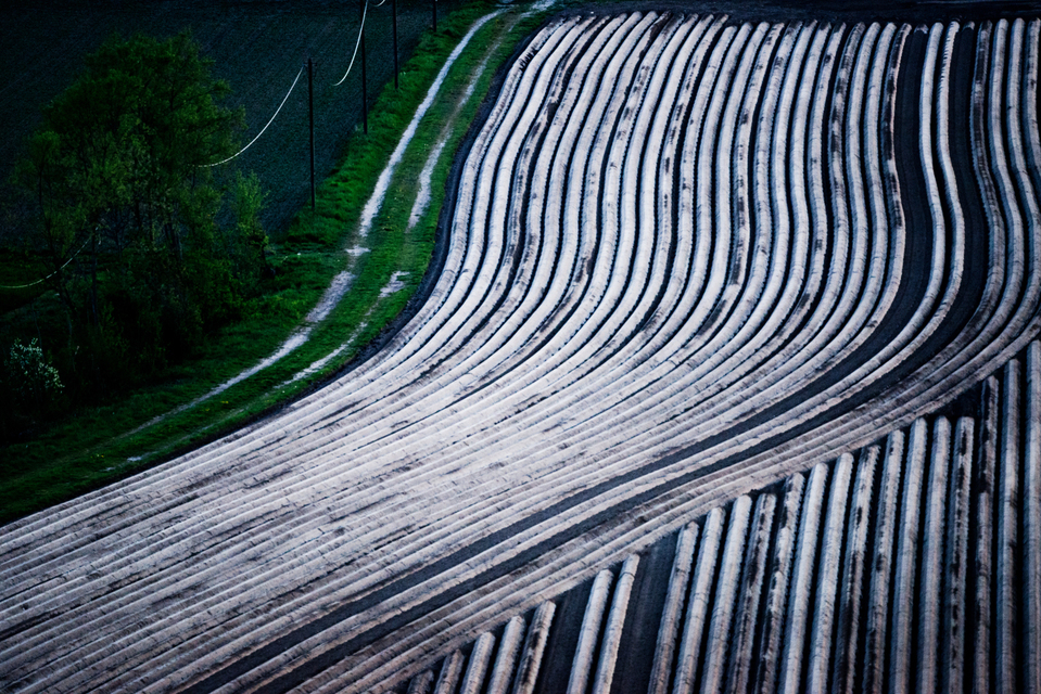 Prepared Potato Field VI - ID 009101