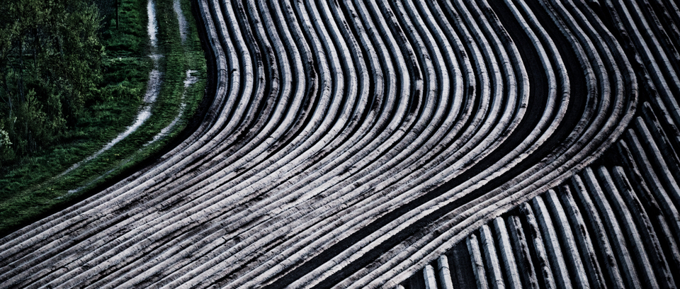 Prepared Potato Field VII - ID 009102