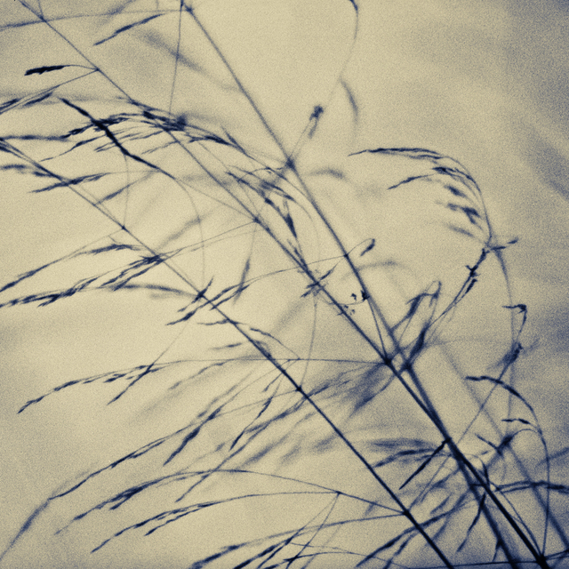 Grass I - ID 009219
